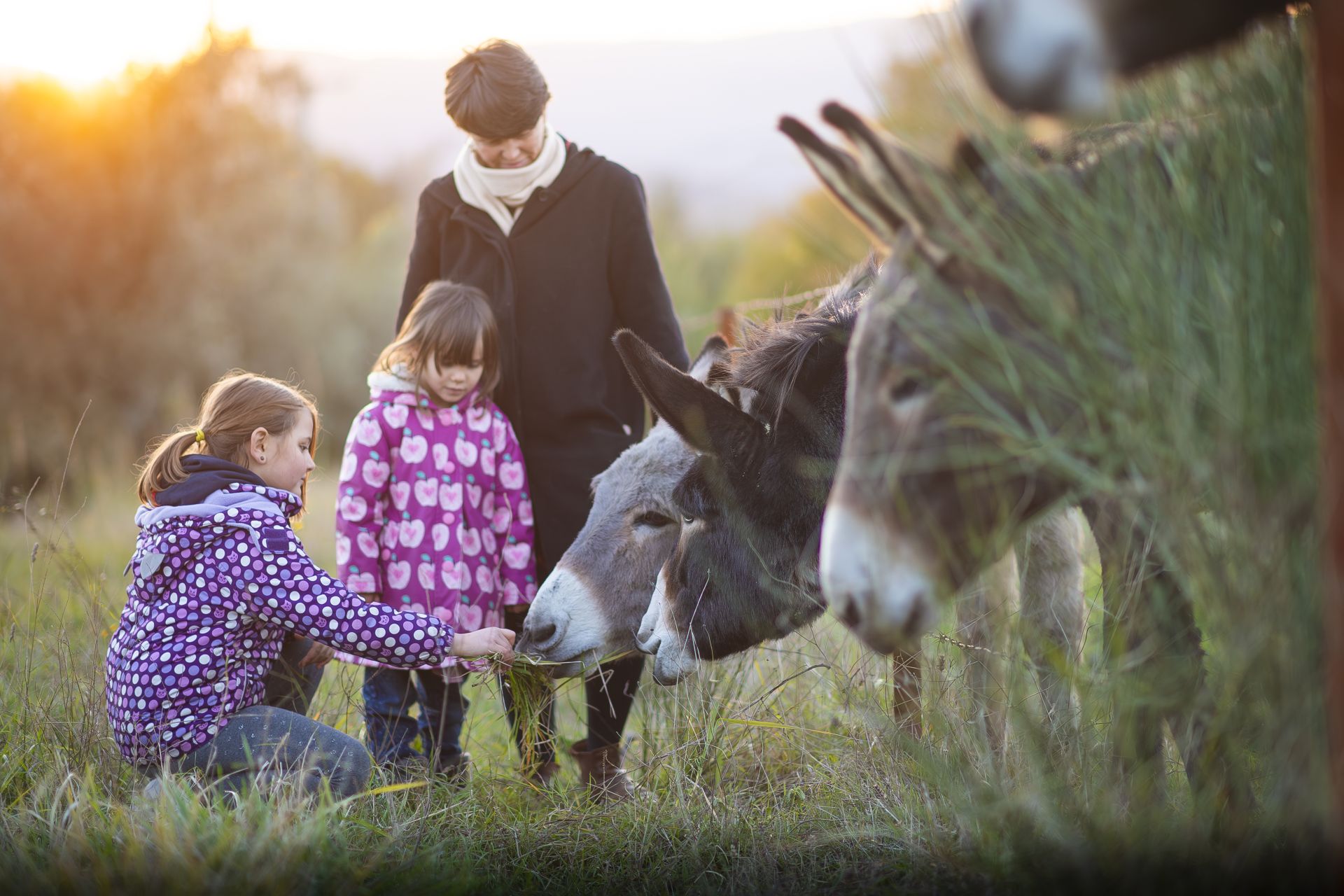 La nostra fattoria offre a grandi e piccini l’opportunità di scoprire attivamente la vita degli animali da vicino: come vivono, come si comportano, cosa mangiano, come si relazionano con noi. È un'occasione speciale per conoscere il mondo della campagna e creare ricordi indimenticabili immersi nella natura